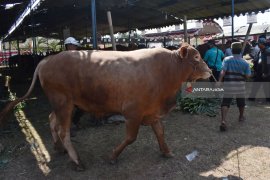 Produksi Daging Kabupaten Madiun Capai 5.671 Ton