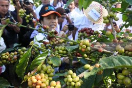 Menteri BUMN Petik Kopi