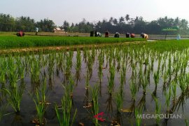 Badan Karantina Pertanian kampanyekan gerakan percepatan tanam