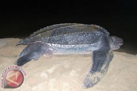 Pesisir pantai Mitra tempat bertelurnya Penyu