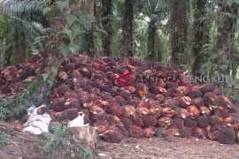 Petani di Seluma biarkan sawit tak dipanen