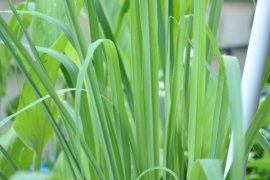 7 tanaman pengusir nyamuk yang dapat ditanam di rumah