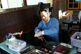 SBD lakukan aksi peduli anjing di Buleleng