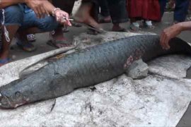 DKP Jambi buka posko penyerahkan ikan invansif