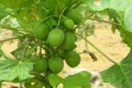 Balai Karantina Pekanbaru Sita Seton Benih Jarak asal Tiongkok dari Warga Meranti