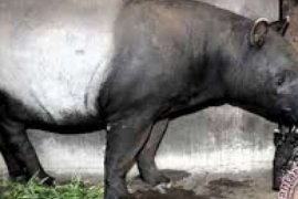 Karhutla Riau - BBKSDA Riau selamatkan tapir terjerat karena habitatnya terbakar