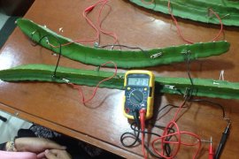 Calon guru, inisiasi batang buah naga hasilkan listrik