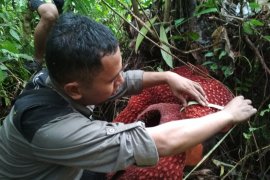 Ada bunga langka di hutan Langkat