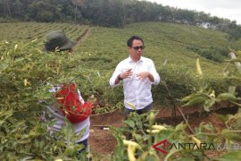 Prospek tanaman cabai sangat besar