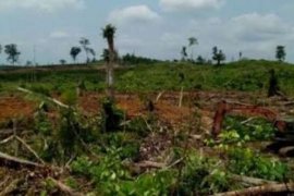 Dewan Kuansing Kesal dengan Perambahan Hutan Lindung di Desa Air Buluh dan Bukit Tabandang