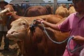 Distanak Pekanbaru Belum Temukan Adanya Kasus Antraks