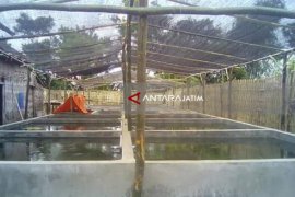 Pemkab Probolinggo Targetkan Produksi 15 Juta Benih Ikan