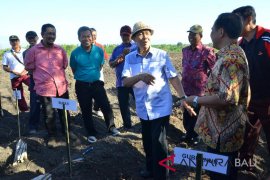 Gubernur Pastika: 1.200 hektare tebu sejahterakan petani