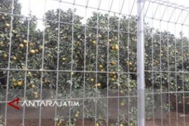 Pemkab Malang Eksplor Potensi Wisata Agro