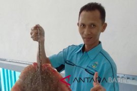 Produksi ikan nelayan Sungailiat 485.760 ton