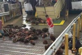 KSOP Dumai: Tambah Trip Keberangkatan Jika Penumpang Melonjak, Jangan Muatan Kapal Dilebihkan