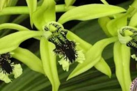 Mahasiswa UNIKS Temukan Anggrek Indah dan Langka di Hutan Lindung Sentajo Raya