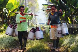 Susu Kental Manis Mengandung Susu Segar Hasil Peternak Sapi Lokal