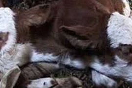 Sapi Berkepala Dua Diberi Nama "Bujang Embut"