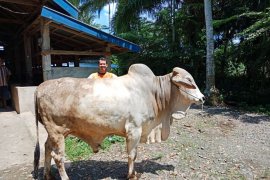 Lapas narkoba dapat bantuan 400 ekor sapi dari Pemprov Babel