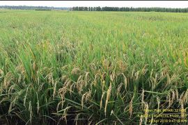 Papua segera ekspor 70 ton beras ke PNG