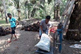 Harga TBS di tingkat petani Bangka naik menjadi Rp900/Kg
