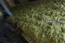 HARGA TEMBAKAU DI PROBOLINGGO TINGGI