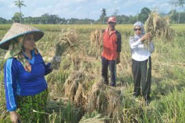 Dinas Pertanian HST optimalkan lahan lebak