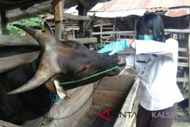 Cacing Hati Hewan Qur'ban Sulit Terdeteksi