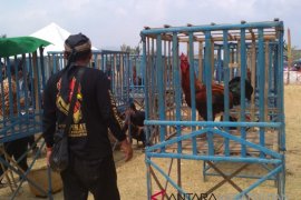 Ayam pelung se-Indonesia adu suara