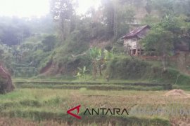 Pemkot Sukabumi pertahankan lahan pertanian produktif