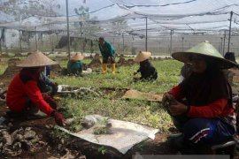 KPH Bojonegoro Buat Pembibitan Minyak Kayu Putih