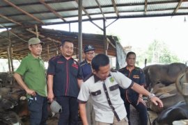 Ketersediaan hewan kurban Palangka Raya dipastikan cukup
