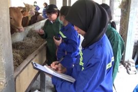 Rumah Potong Hewan Surabaya Tak Miliki Dokter Hewan