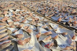 Ekspor olahan sirip Hiu