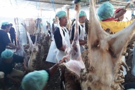 Ponpes Al-Islah Bondowoso Sembelih 1.530 Ekor Kambing dan 107 Ekor Sapi