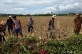 Gropyokan kendalikan hama tikus di Sayur Matinggi