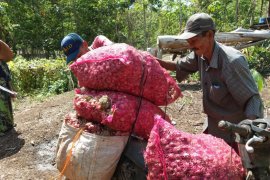 Banjar successful in onion development test