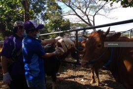 Stok Hewan Qurban Cukup, Tulungagung Tolak Sapi Impor