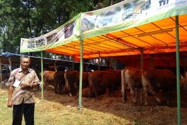 Bursa hewan kurban Bogor diminati peternak