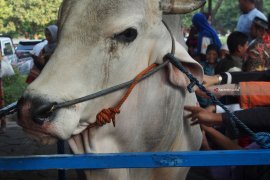 Kurban Sapi di Jatim Meningkat 15 Persen