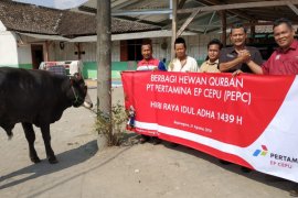 PEPC Serahkan 45 Hewan Kurban Kepada Masyarakat