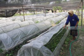 Pembibitan Kayu Putih Perhutani