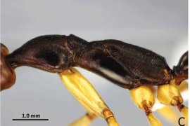 Putra Tanah Datar jadi penemu semut jenis baru di Sumatera