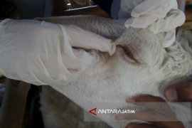 Puluhan Hewan Kurban di Situbondo Terjangkit Penyakit Mata