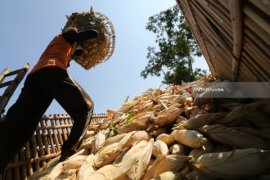 Target Ekspor Jagung Meningkat