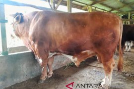 Seekor sapi kurban dari Presiden untuk korban gempa di Lombok