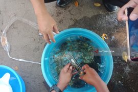 Ribuan Benih Ikan Kerapu Ditebar di Perairan Binor Probolinggo