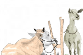 Bogor siapkan pelatihan protokol pemotongan hewan kurban saat pandemi corona