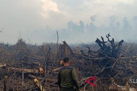 Selama delapan bulan, 856,12 hektare hutan dan lahan di Aceh terbakar